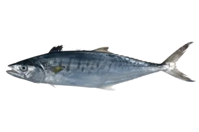 Scomberomorus commerson