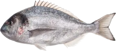Sea Bream mauritania