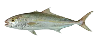 Seriola dumerili