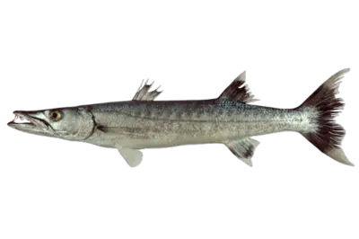 Sphyraena barracuda