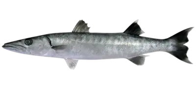 Sphyraena sphyraena