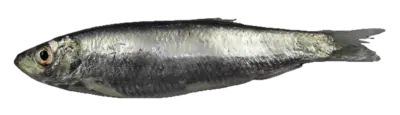 Sprats