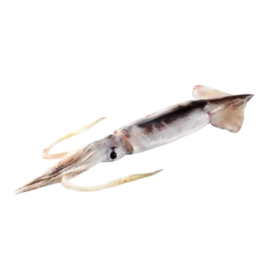 Squid Cephalopoda