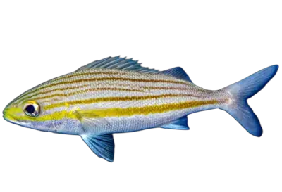 Striped Grunt