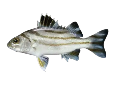 Terapon jarbua
