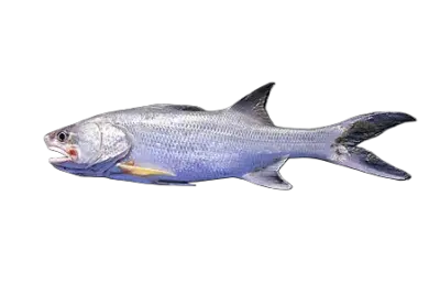 Threadfin