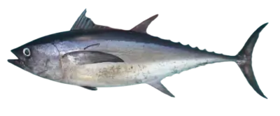 Thunnus tonggol