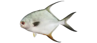 Trachinotus blochii