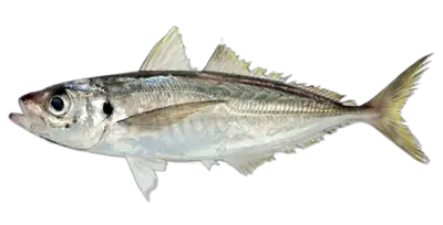 Trachurus japonicus