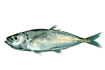Trachurus lathami