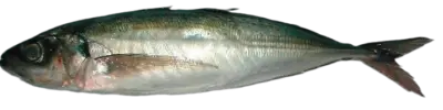 Trachurus murphyi