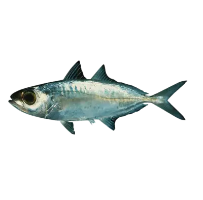 Trachurus indicus Oman Black