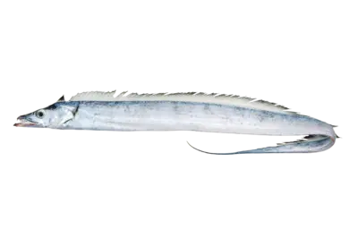 Trichiurus lepturus