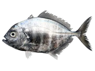 Uraspis uraspis
