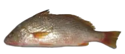 White Croaker Pargo Blanco