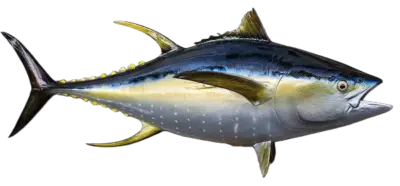 Yellowfin tuna