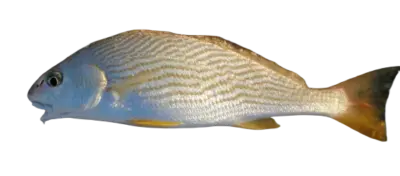 Yellowfin Croaker