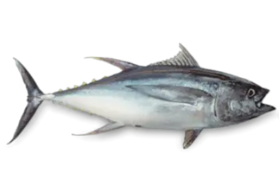 Skipjack Tuna