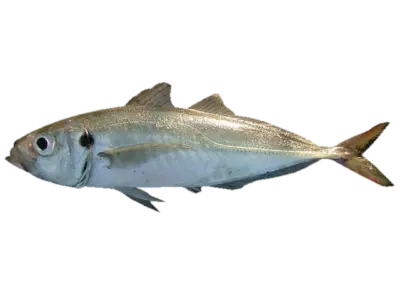 Trachurus trachurus