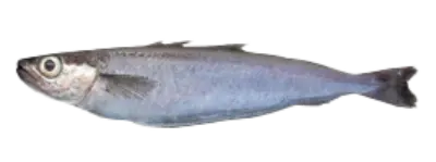 Blue whiting 2023 09 12 090134 ncxk