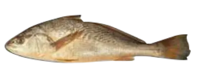 Yellow Croaker Ur Arg Braz LARGE