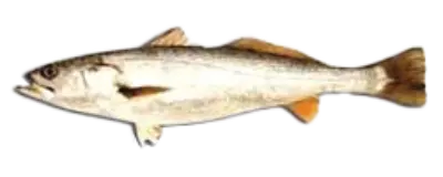 Sea Trout Ur Arg Braz LARGE
