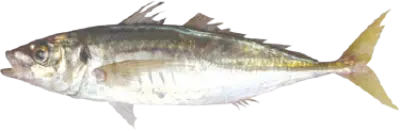 Yellow tail Jack Mackerel