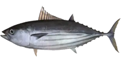 Skipjack Tuna