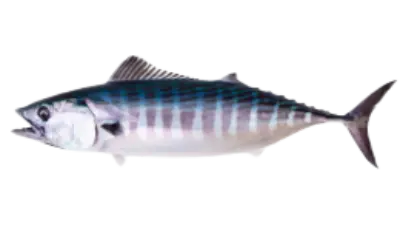 Sarda sarda 1