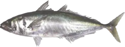 Greenback Jack Mackerel