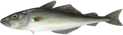 Norwegisn Saithe