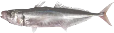 Jack Mackerel