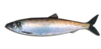 Herring