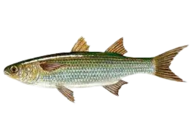 Mullet Mugil cephalus