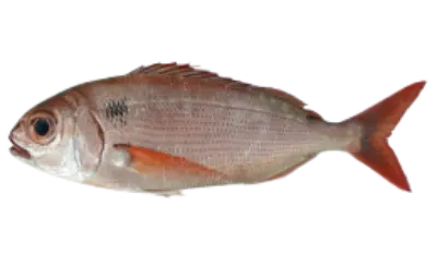 Pagellus bogaraveo 1