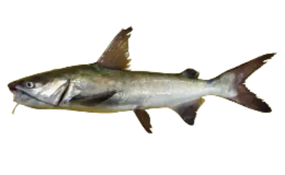 Machoiron