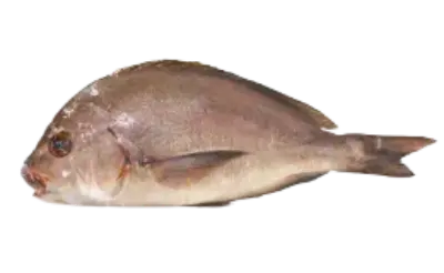 Plectorhinchus mediterraneus
