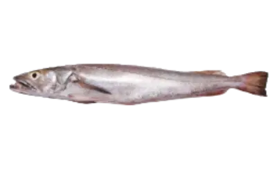 Merluccius merluccius Pescada
