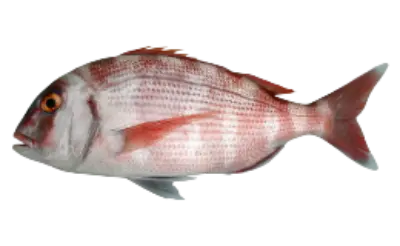 Pagrus pagrus
