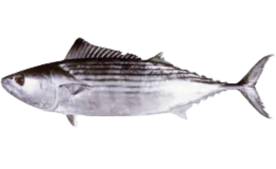 Bonito
