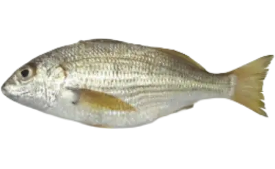 Roncador