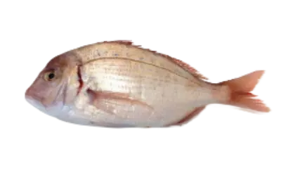 Crimson Sea bream