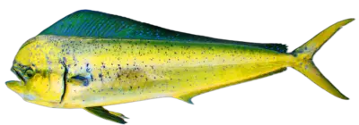 Mahimahi Coryphaena hippurus