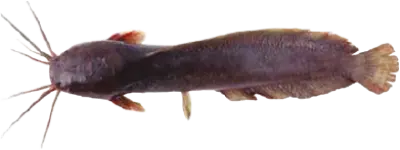 Catfish