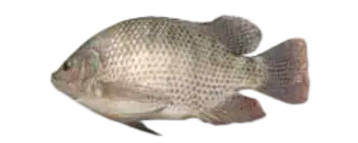 Tilapia China Shore