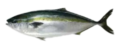 Amberjack