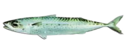 Blue Mackerel NZ LARGE