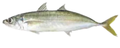 USA Horse Mackerel