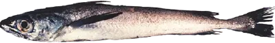 Hake 4