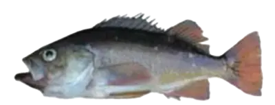 Rock fish 2023 09 12 094654 cbhg